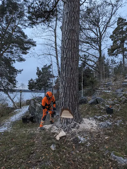 Trädfällning uppdrag